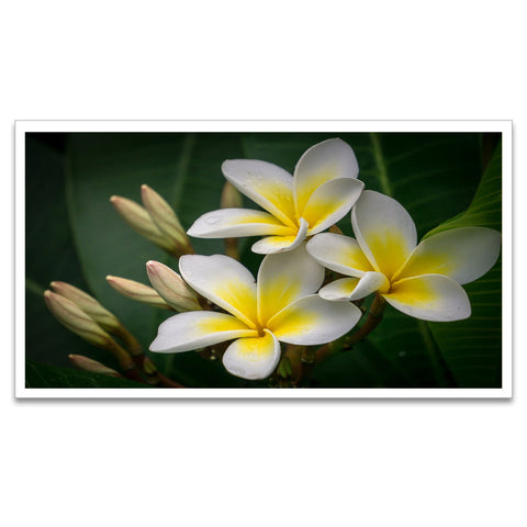 Yellow and White Plumeria Flower Floating Frame Canvas Wall Painting