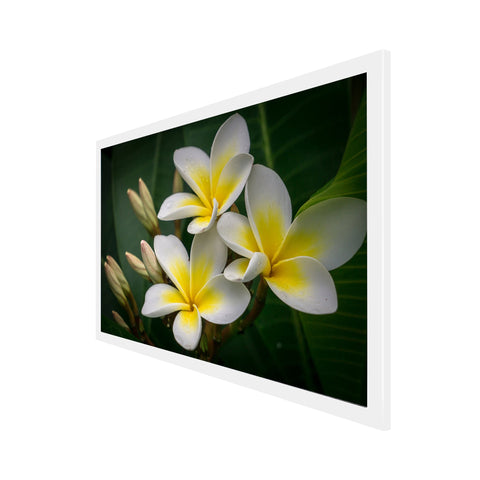 Yellow and White Plumeria Flower Floating Frame Canvas Wall Painting