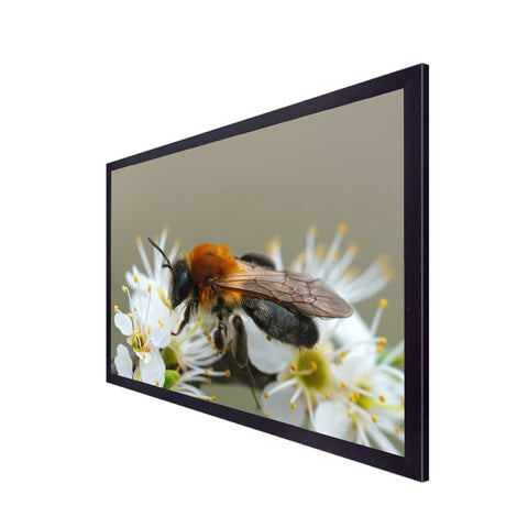 Beautiful Honey Bee on White Flowers Canvas Painting