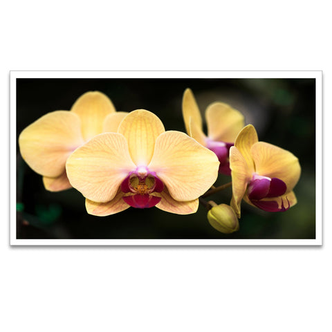 Blooming Yellow Orchid Flower Canvas Art Print Floating Frame Canvas Wall Painting