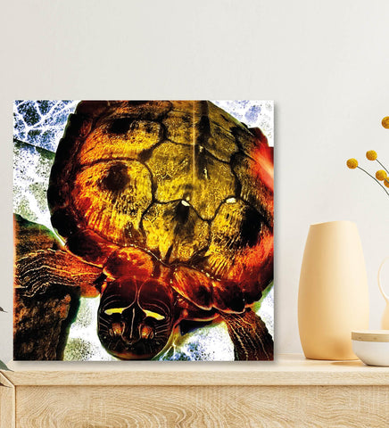 The World on a Turtle's Back: A Canvas of Nature's Beauty