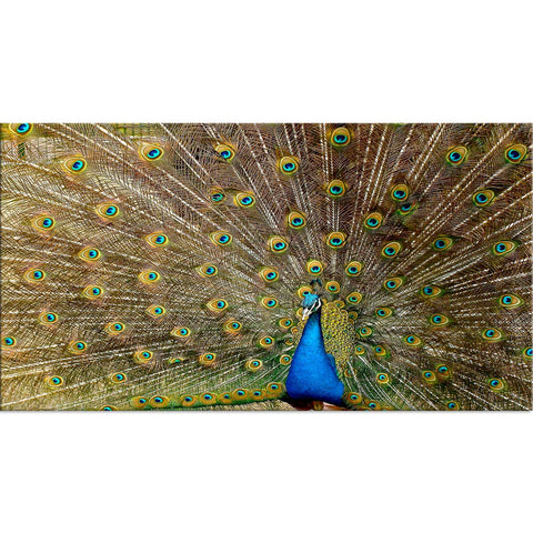 Indian Peacock Birds Wall Painting