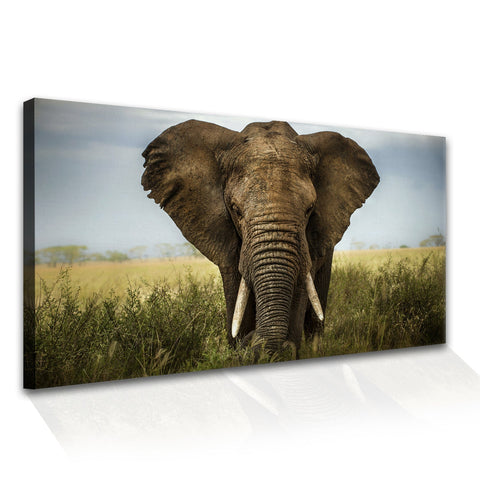 Amazing Wildlife Wall Art. Large Canvas Paintings. Framed Digital Reprints of Jungle, Wildlife, Animals and Birds 24 Inch x 48 Inch (WBWA24)