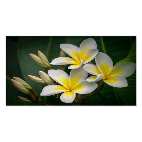 Yellow and White Plumeria Flower Floating Frame Canvas Wall Painting