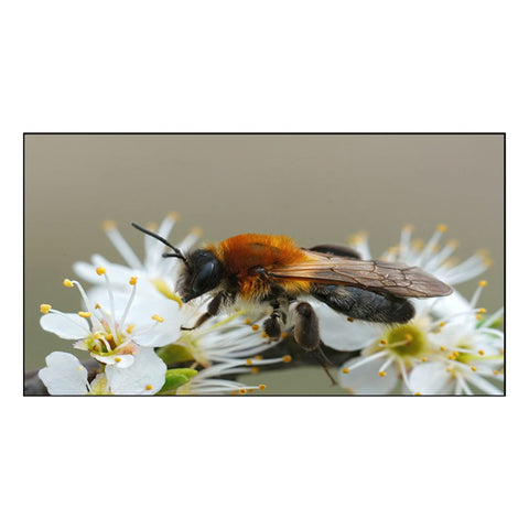 Beautiful Honey Bee on White Flowers Canvas Painting