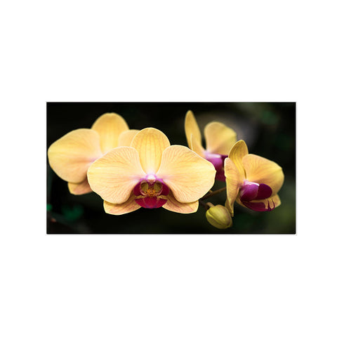 Blooming Yellow Orchid Flower Canvas Art Print Floating Frame Canvas Wall Painting